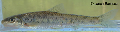 Gravel Chub photograph