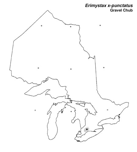 Gravel Chub range