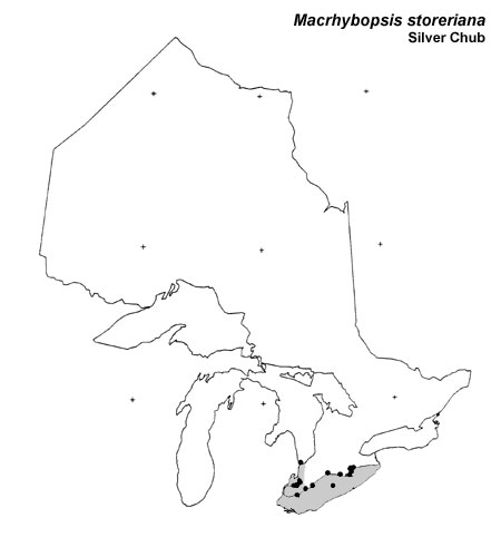 Silver Chub range