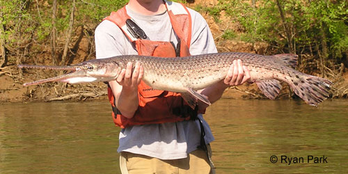 Northern Ontario's Longnose Gar: One for the Bucket List