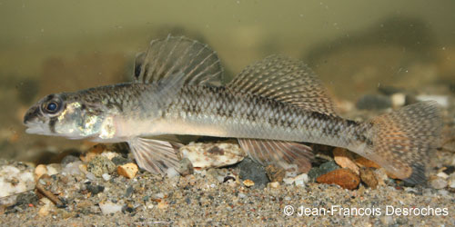 Ontario Freshwater Fishes Life History Database Species Detail